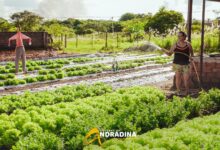 Photo of Horta Comunitária no Renovo produz o suficiente para alunos e famílias