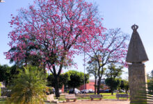 Photo of Florada dos ipês mudam “o cenário” em Andradina