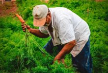 Photo of Agrofan reúne “gente do campo” nesta sexta-feira (28)