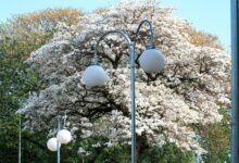 Photo of Florada do Ipê Branco chama atenção pelas ruas de Andradina