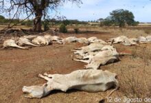 Photo of Proprietário de sítio em Murutinga é multado em R$138 mil, por deixar 23 bovinos morrerem de fome