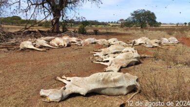 Photo of Proprietário de sítio em Murutinga é multado em R$138 mil, por deixar 23 bovinos morrerem de fome