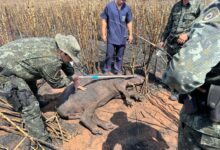 Photo of Policia Militar Ambiental resgata anta após incêndio em canavial