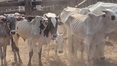 Photo of Proprietário de bovinos volta a ser multado por maus-tratos contra outros 249 animais